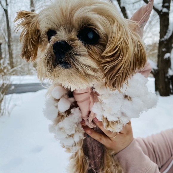 Meet your Posher, Laila - Picture 1 of 1